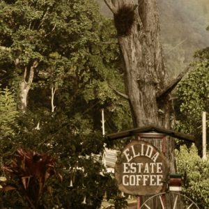 Casino Mocca Elida Estates Cascara