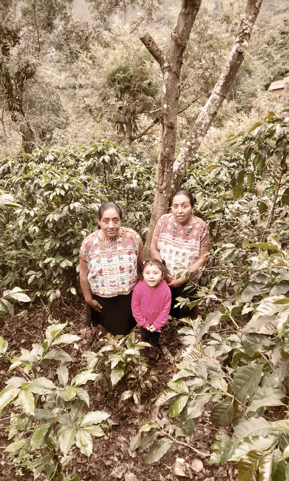 Casino Mocca - Familia Mendez (Guatemala)