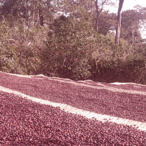 Casino Mocca - Redo (Etiópia)