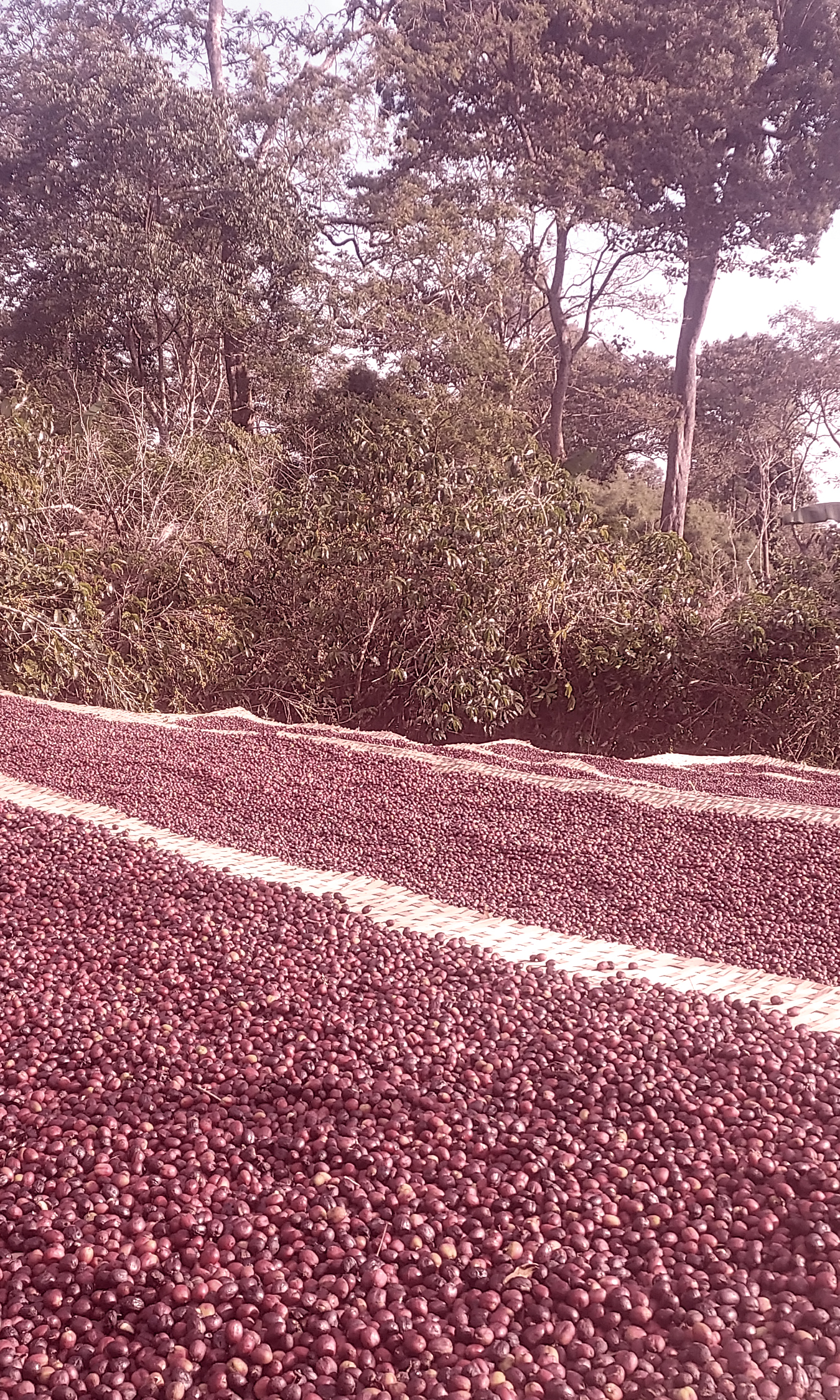 Casino Mocca - Redo (Etiópia)