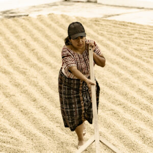 Casino Mocca - Pampojilá washed