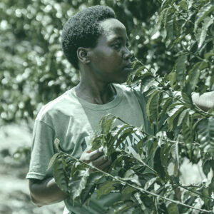 Casino Mocca - Imena (Ruanda)