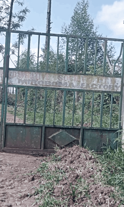 Casino Mocca - Miroroma (Kenya)